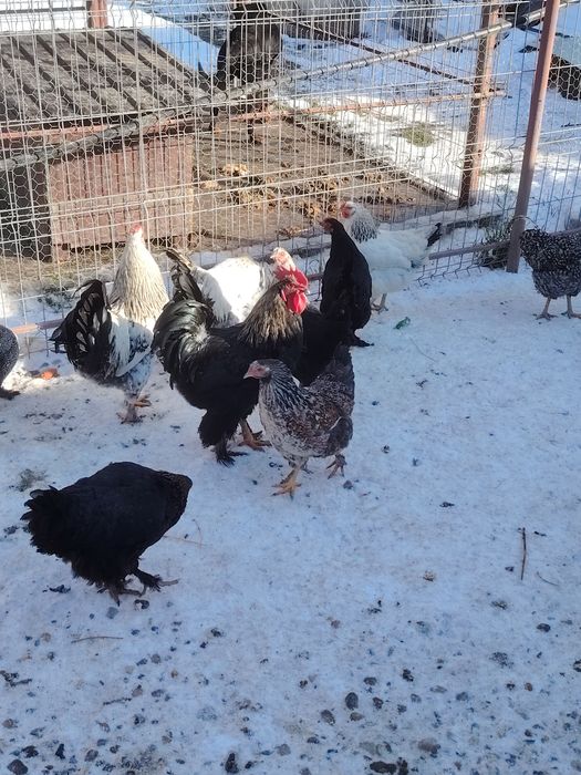 Vând cocoși de anul trecut