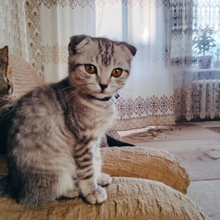 Кошка, шотландский вислоухий кот.