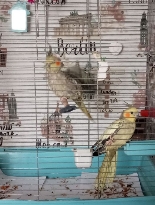 Продам попугаев Корелл