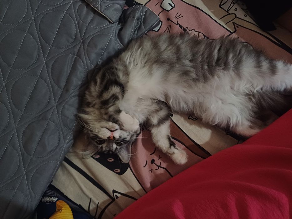 Отдам кошечку в хорошие руки