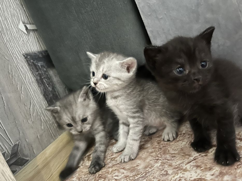Котята шотладкие продажа с резерв