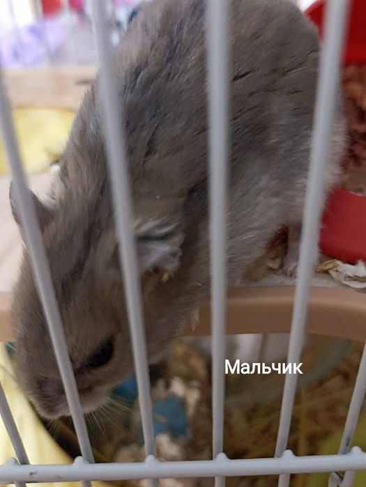 Продаю хомяков мальчика и девочку