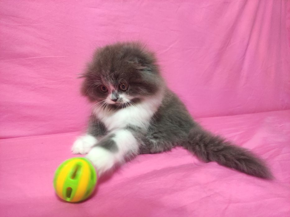 Пушистик Пончик, недорого, распродажа!