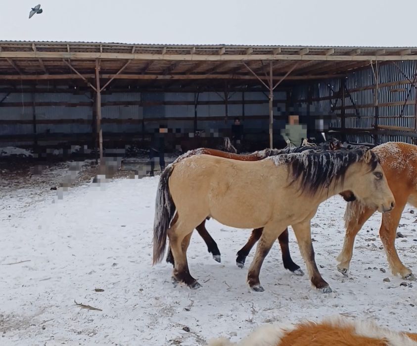 Дөнен шығар айғыр