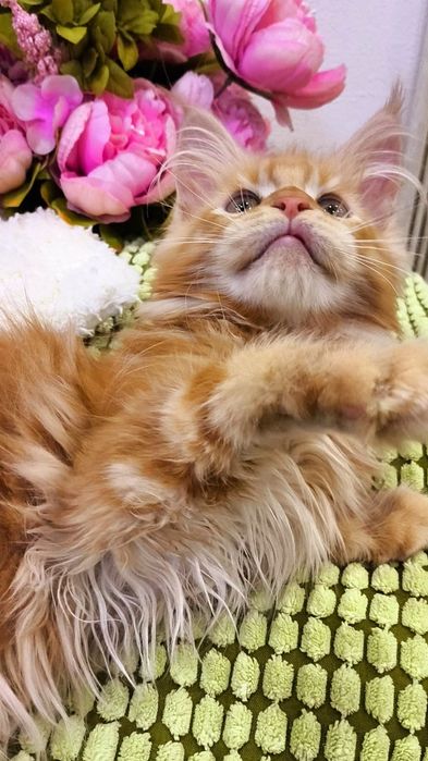 ОГНЕННЫЕ !! Мейн - Кун котята