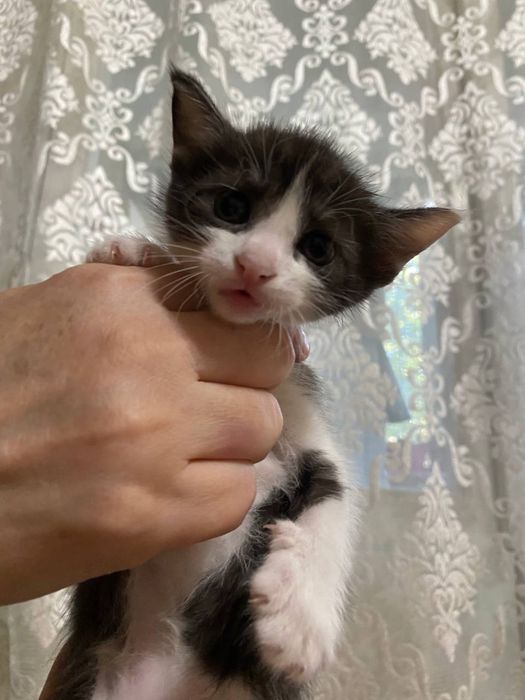 Отдаю котят бесплатно в добрые руки