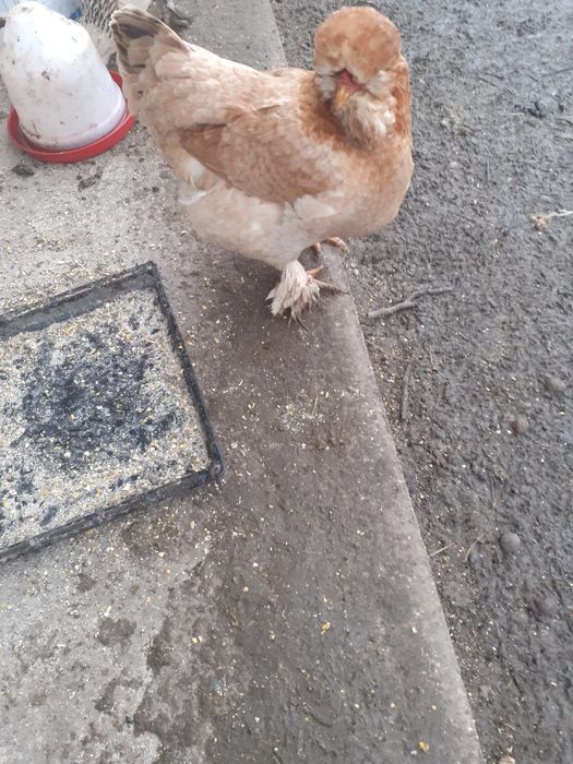 Vând oua din găinile din imagine