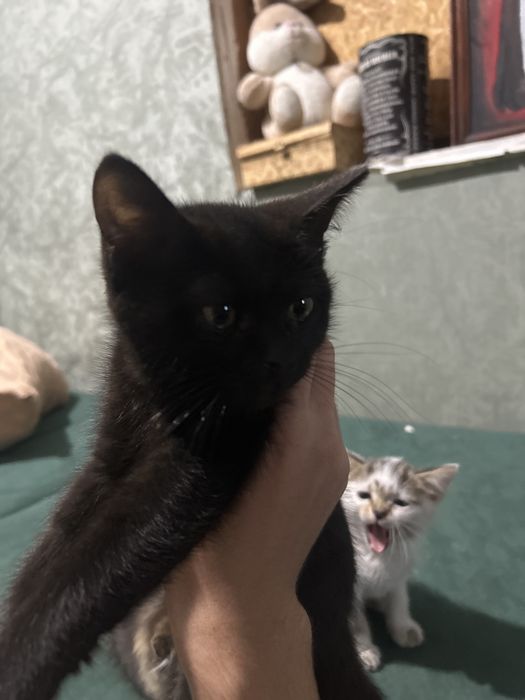 Отдам котят в хорошие руки