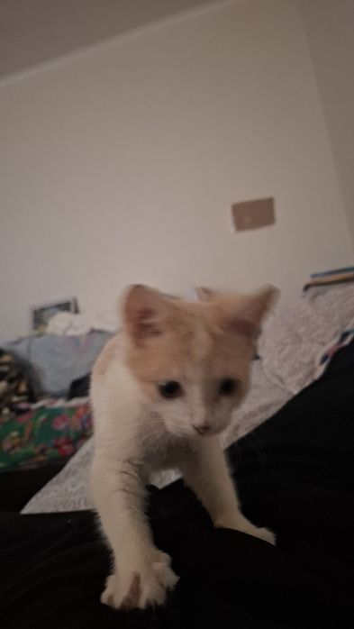 Котенок ищет хлзяев