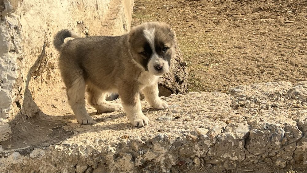 Төбет күшік сатылады