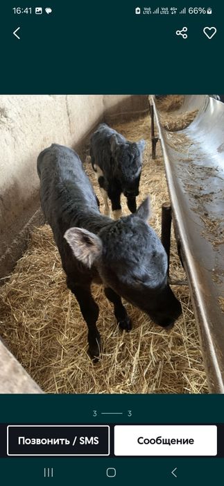 бузаулар 2 кунен бастап 1 айлыкка дейн