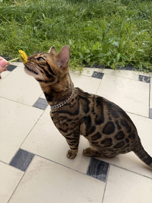 Элитный бенгальский кот приглашает на вязку