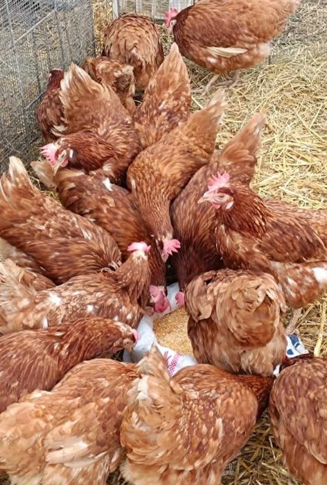 Am început vânzările la găini roșii ouătoare crescute la sol