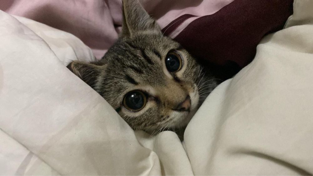 Ищем кошку для вязки.