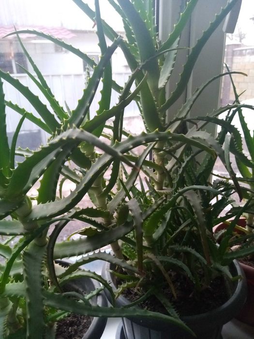 Продам алоэ лечебные