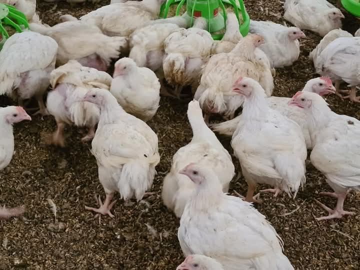 Pui rasa mixta si alb de carne  cu livrare