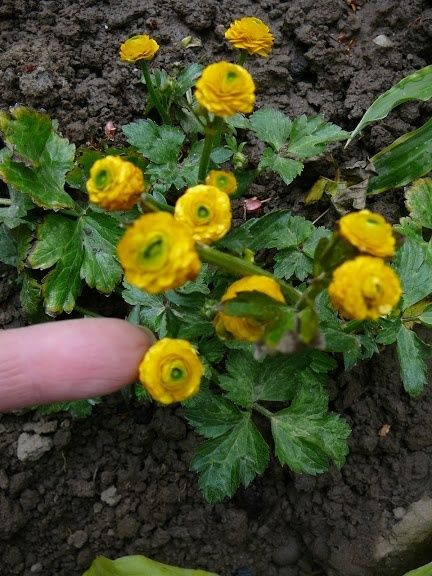 Цветы садовые многолетние