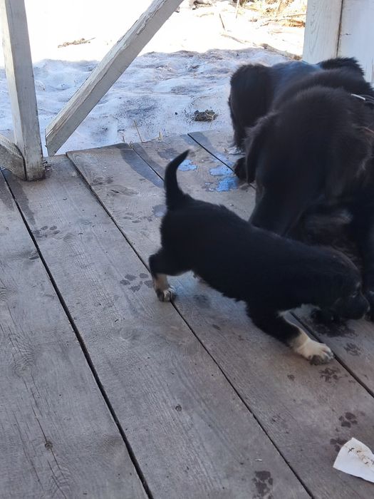 Продам щенят "Тазы"