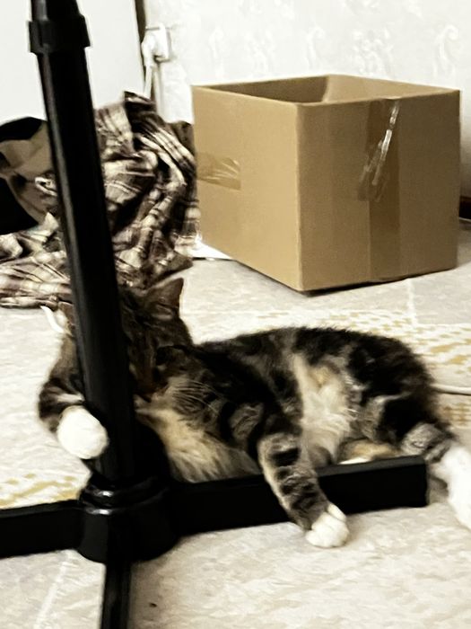 Отдам кота барашка в добрые руки