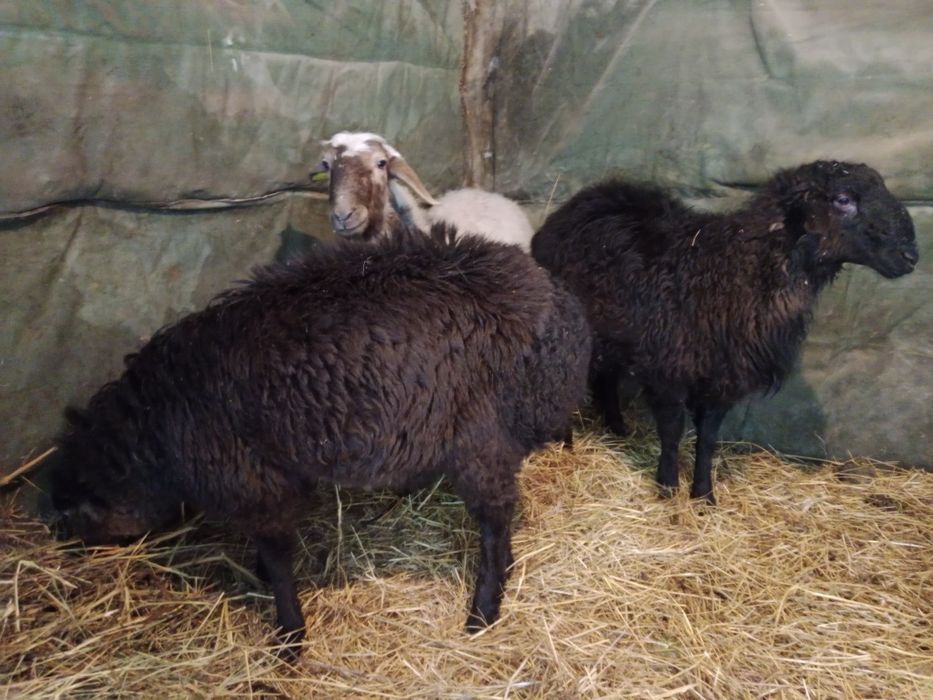 Продам кошкарчиков на племя