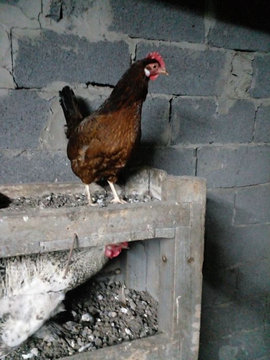 Продам кур нешушек домашние
