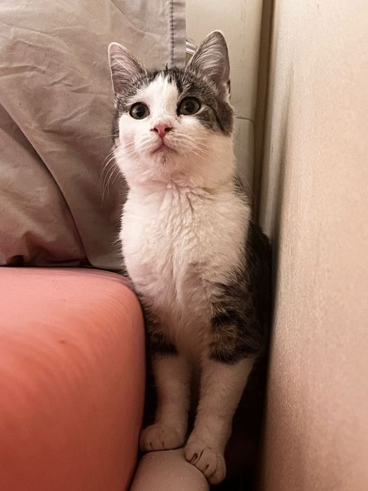 Donez pisica de 5 luni