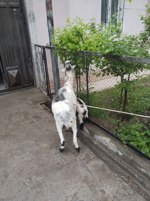 Assalamu aleykum echki sotiladi zanin alpen