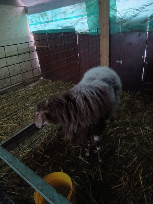 Отличный кошкар-производитель