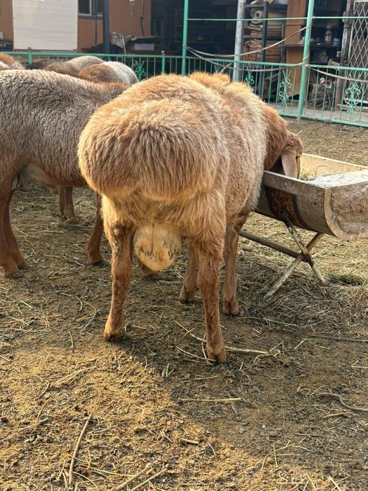 Қошқарлыққа арналған