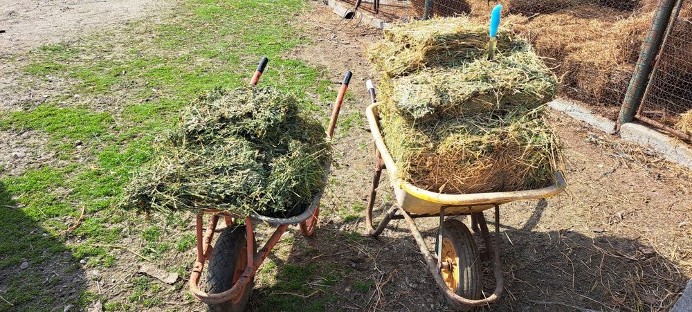 Vand baloti lucerna coasa 3 si 4 calitate superioara