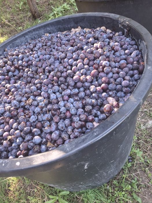 Prune 0,70 lei kg calitate