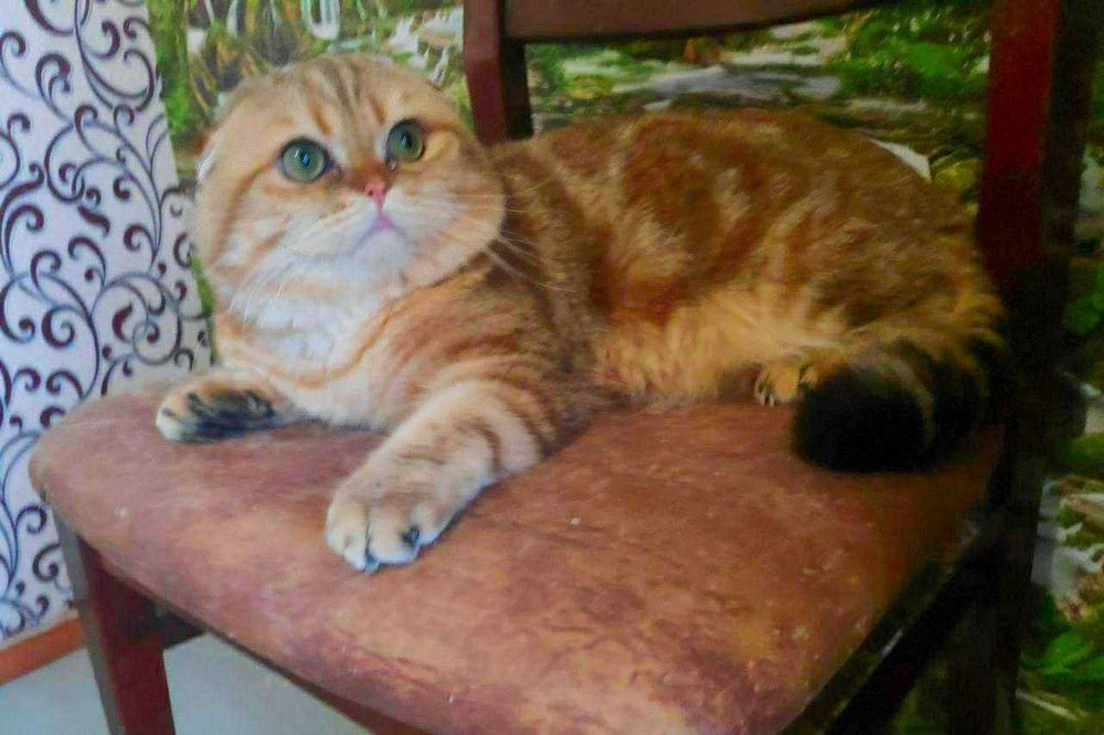 Вязка шотландского кота золотой мрамор