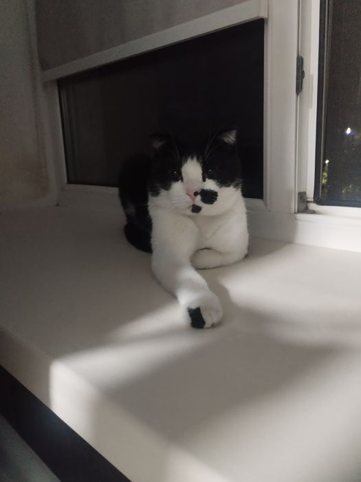 Котик полушотландец. В добрые руки
