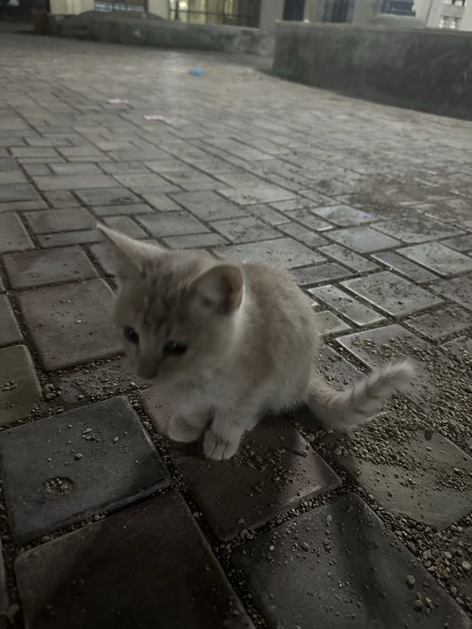Бесплатно очень красивый