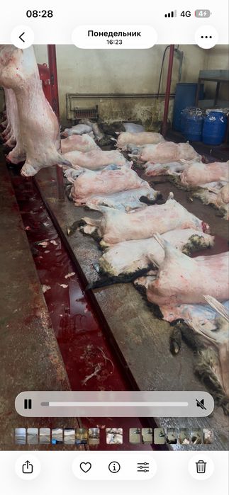 Семіз қой баран овцый