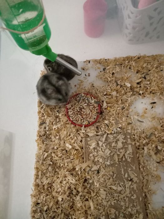 Animale  pentru adoptii