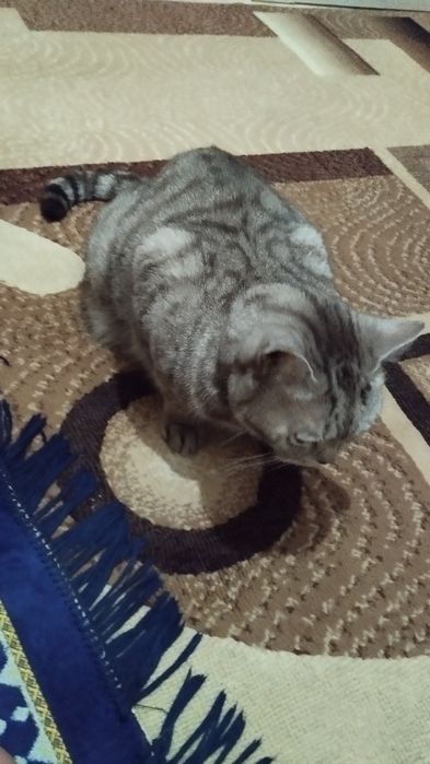 Отдам кота британца