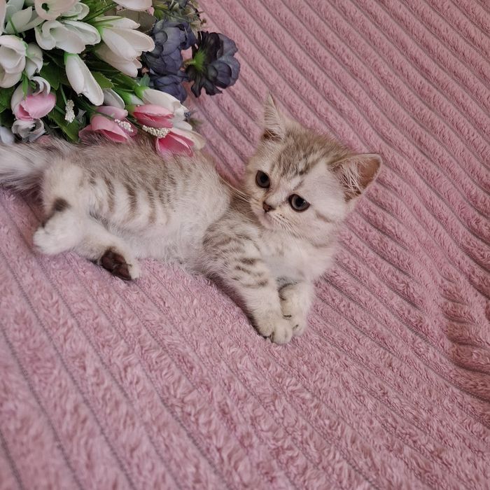 Британские котята