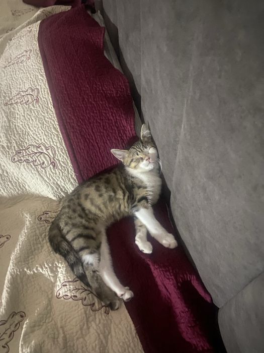 кошка 3-4 месяца