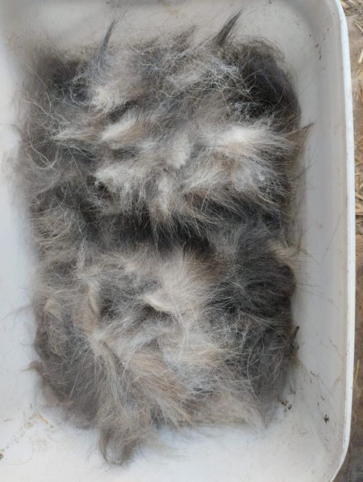 Продам собачий пух