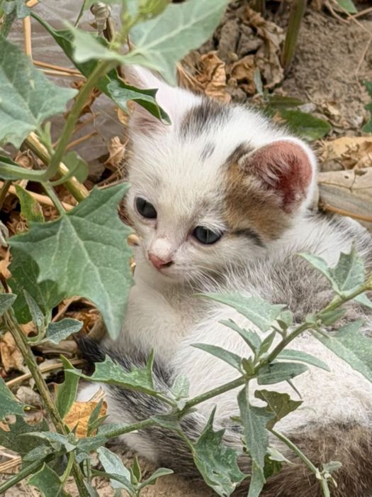 Кошки домашние. Срочно, бесплатно