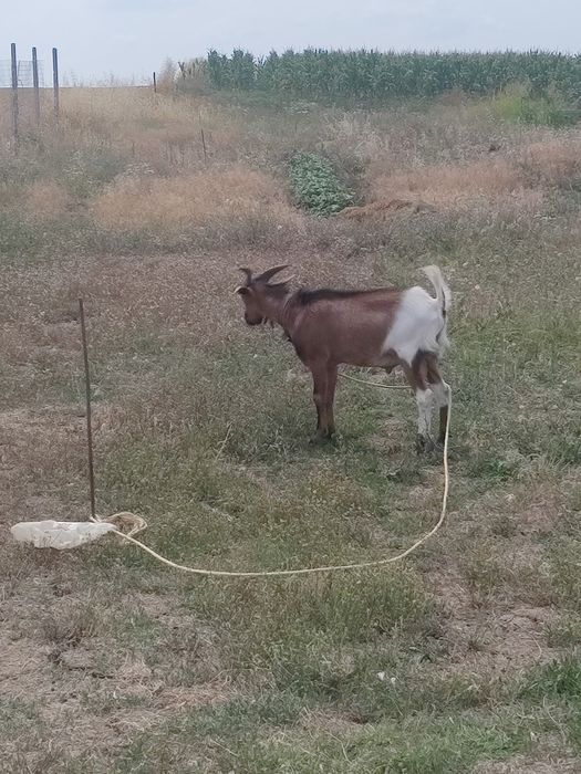 Vând iezi de anul acesta(3baieti și o fată)