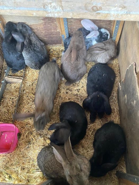 Кролики разных парод