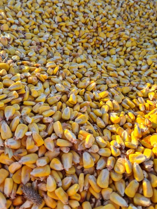 Porumb boabe de vânzare 1 leu kg