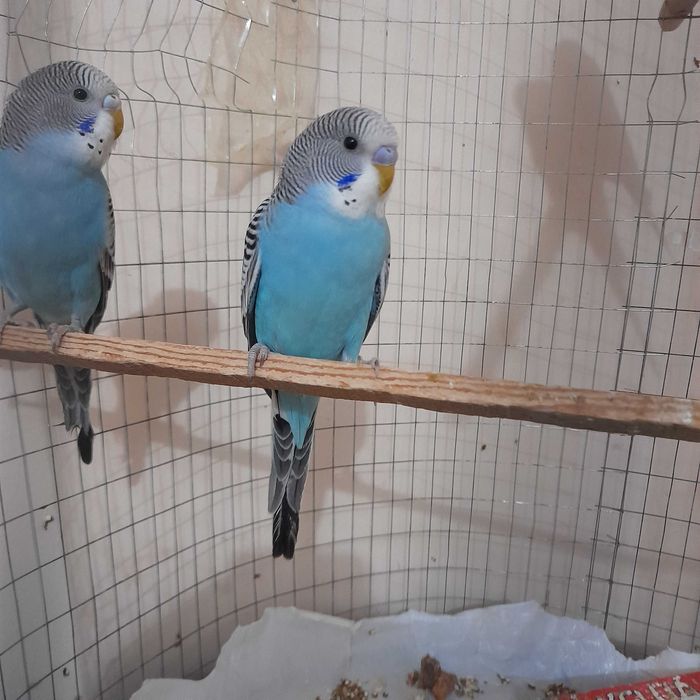 Продаю молодых волнистых папугаев