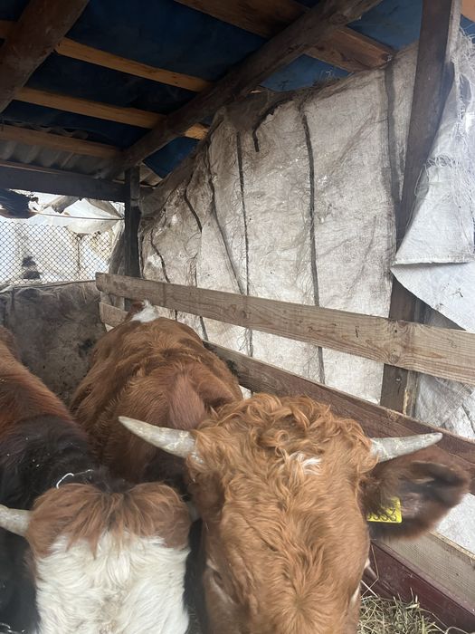 Vand jurinca  de 1 an