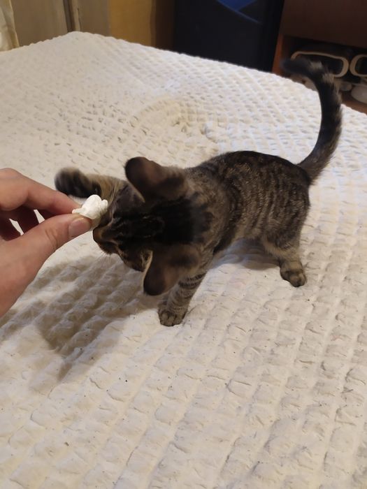 Бесплатно отдаю котят