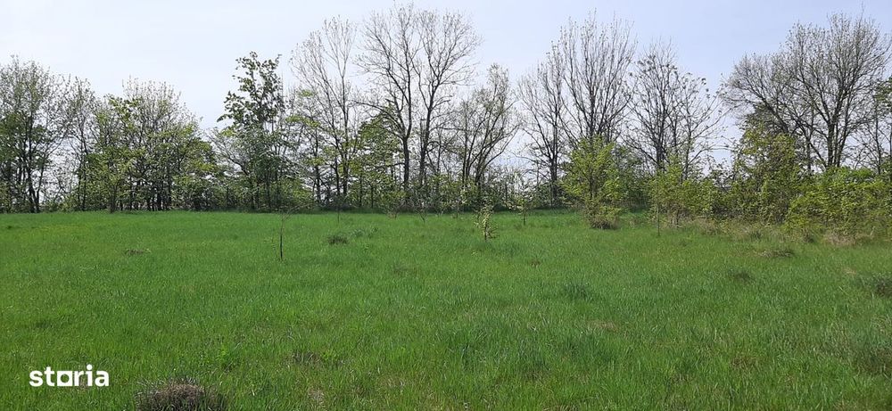 Teren intravilan in Zaicesti zona Conacului cu latura de padure