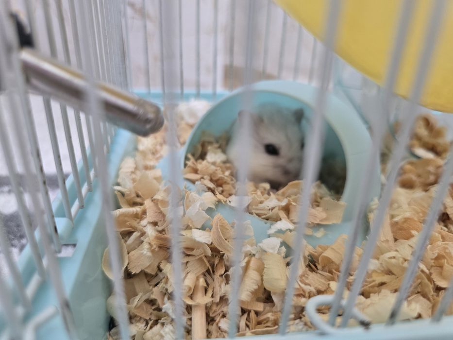 Хомяк джунгарский