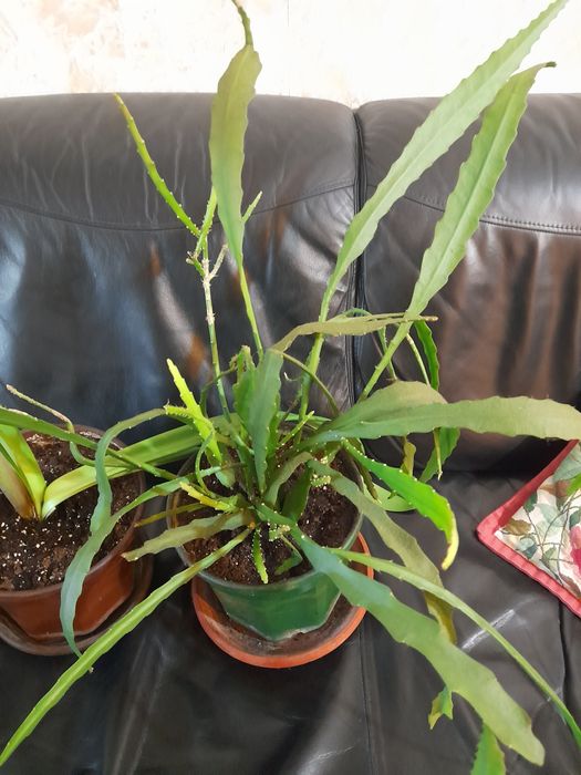 Красиви нежни цветя